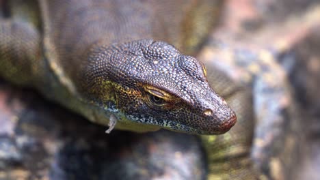 primer plano extremo de un monitor de agua de mertens salvaje, varanus mertensi tomando el sol en la roca inmóvil durante el día, especies de vida silvestre en peligro de extinción endémicas del norte de australia