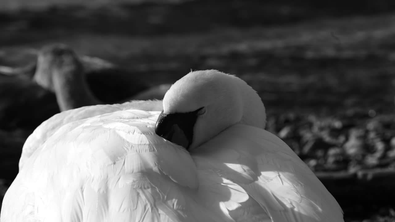 A tranquil, black and white close-up captures a graceful white swan sleeping peacefully with its beak tucked into its feathers on the surface of Walensee lake, Switzerland