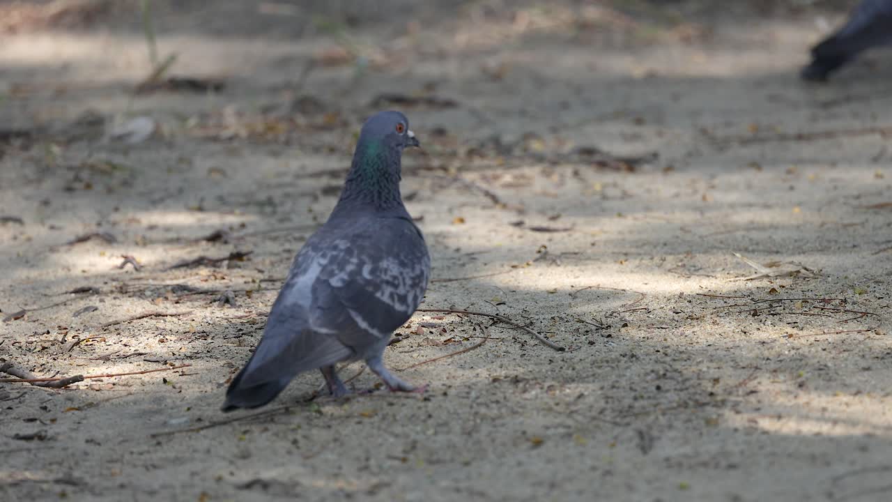una paloma camina por el suelo arenoso en un parque