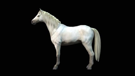 A-white-Arabian-horse-standing-idle-on-black-background,-3D-animation,-animated-animals,-seamless-loop-animation