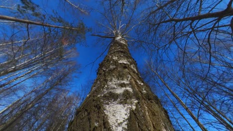 Camera Pan Up Next To A Birch Tree Trunk On A Sunny Day