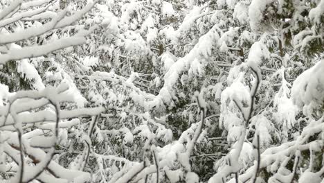 árboles forestales cubiertos de nieve - temporada de invierno en el este de canadá - primer plano extremo