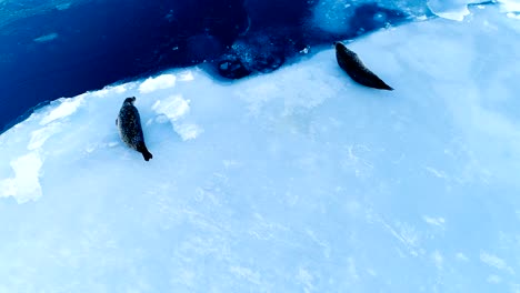 view over two seals who are lying down on white ice floe in iceland. seals are next to the blue sea.