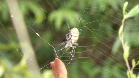 spider in web waiting for pray uhd mp4 4k