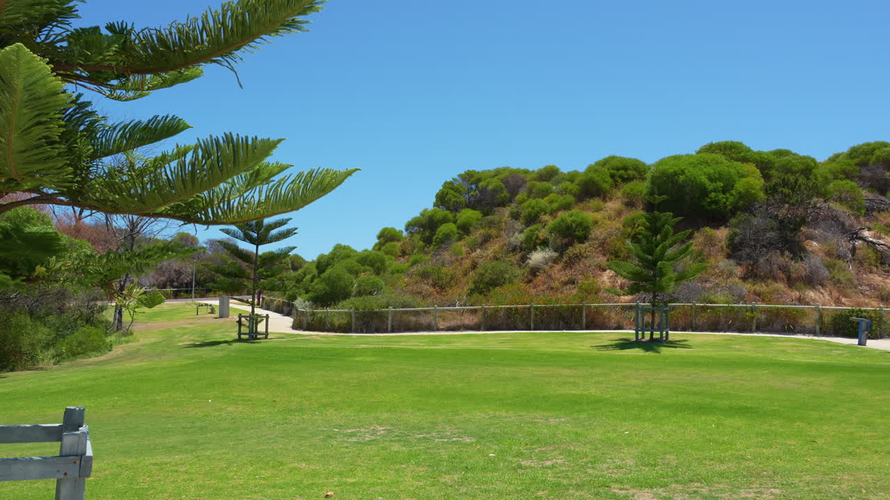 Pin de l'île Norfolk dans le parc Whitfords Nodes, Perth. La verdure luxuriante et le ciel bleu clair créent un paysage naturel serein et invitant.