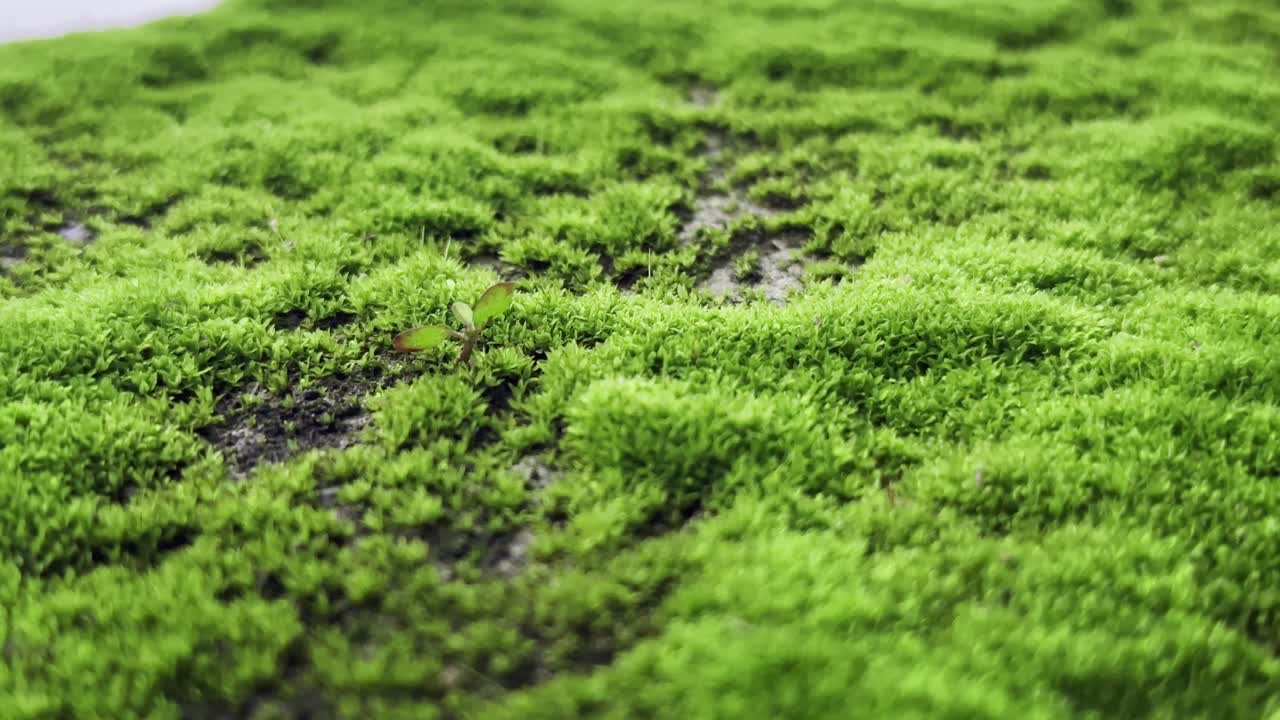Carrellata di un vibrante e lussureggiante tappeto di muschio verde che copre una superficie irregolare del sottobosco o di un'area rocciosa