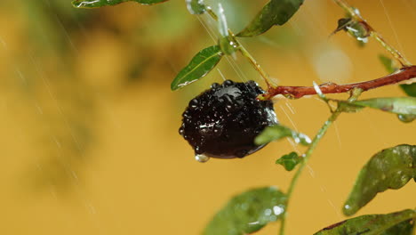 a single ripe fruit covered in rain drops
