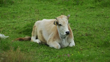 A-young-calf-is-lying-on-the-green-grass-on-a-sunny-summer-day