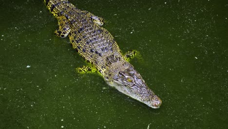 Cocodrilo-De-Agua-Salada-En-Agua-En-La-Granja-De-Cocodrilos-Percebes-Cerca-De-La-Ciudad-De-Balikpapan-En-Kalimantan-Oriental,-Indonesia