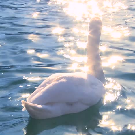 a white swan swims on sparkling water in a lake