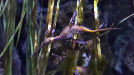 El-Dragón-Marino-Común-O-El-Dragón-Marino-Maleza-(phyllopteryx-Taeniolatus)-Es-Un-Pez-Marino-Relacionado-Con-El-Caballito-De-Mar.