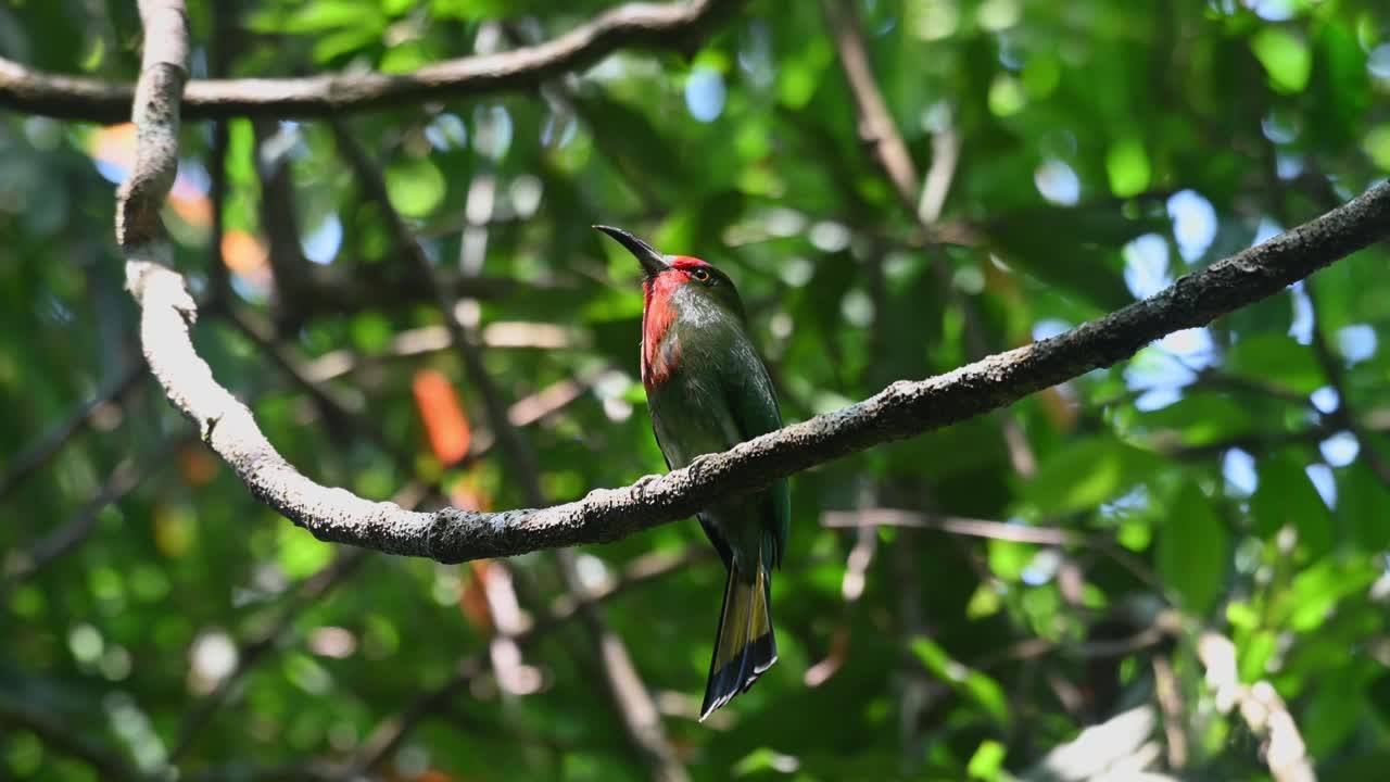 haciendo zoom en un solo apicultor de barba roja nyctyornis amictus que está encaramado en una rama, tailandia