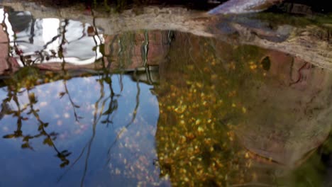 Reflexionen-Auf-Der-Wasseroberfläche-Eines-Teiches-An-Einem-Sonnigen-Tag