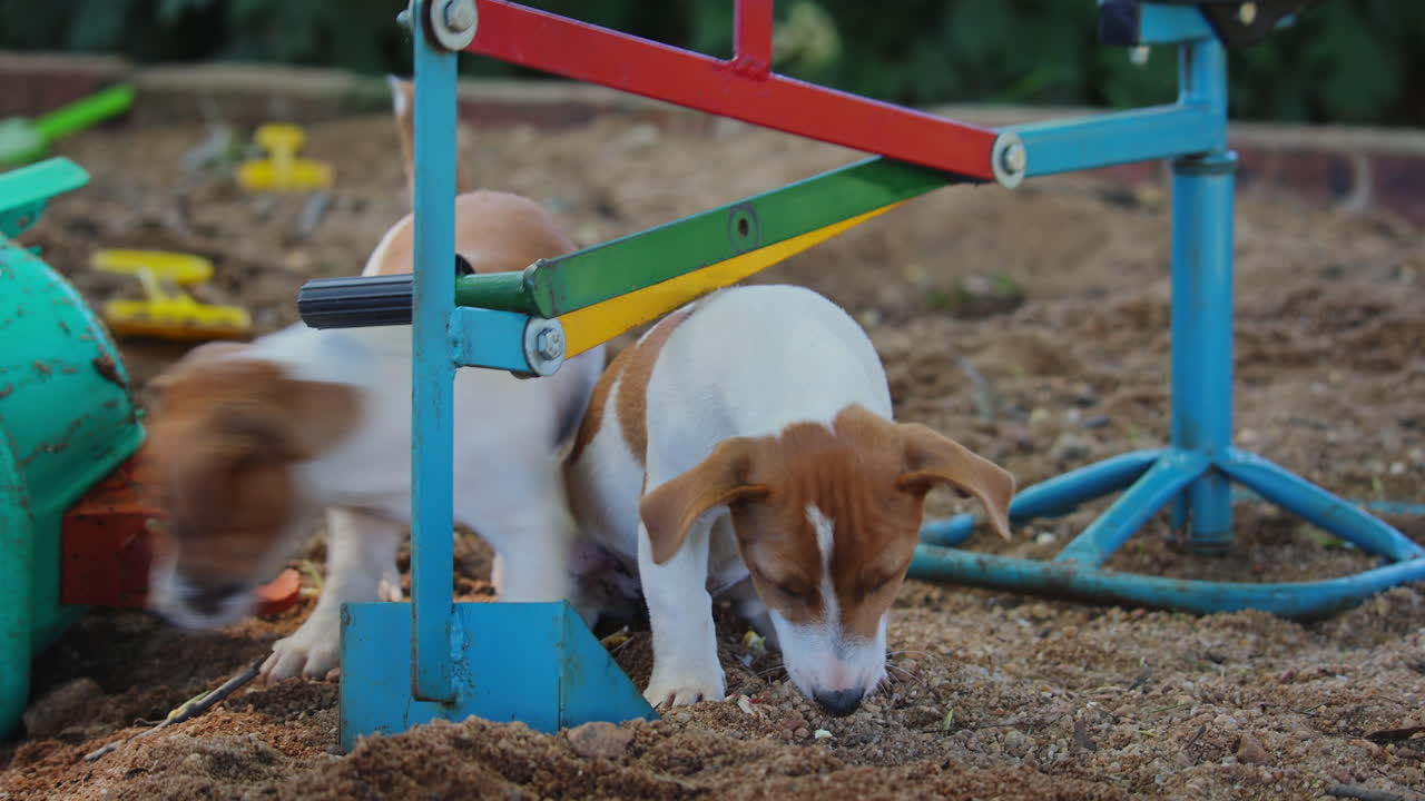 귀여운 잭 러셀 강아지들은 여름에 모래 상자 밖에서 모래를 는다.
