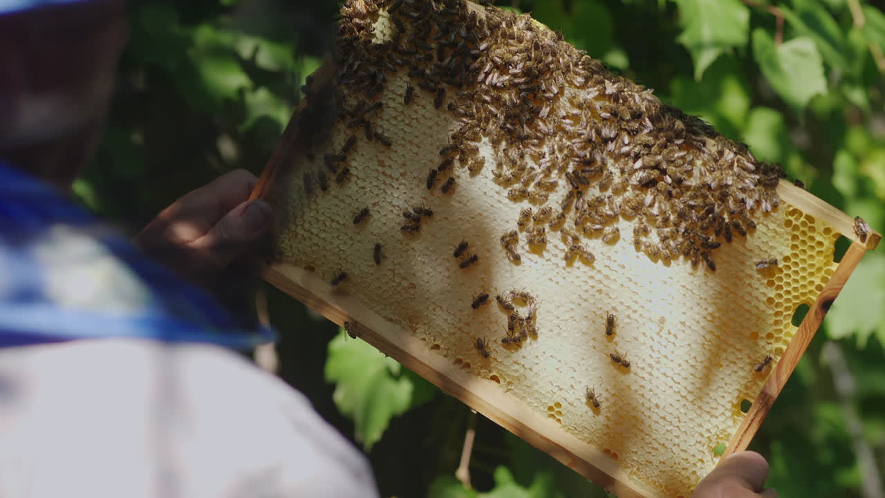 양봉가의 손은 벌통에서 프레임을 유지하고 꿀벌이 4k 비디오를 가져오는 양을 배웁니다.