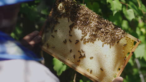 Hände-Des-Imkers-Halten-Einen-Rahmen-Aus-Dem-Bienenstock-Erfährt,-Wie-Viel-Honigbienen-4k-Video-Bringen