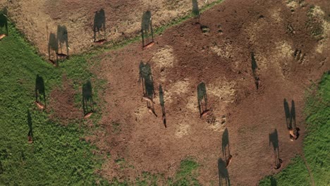 Aerial-overhead-drone-footage-of-brown-horses-on-a-horse-farm-in-Sihla,-Central-Slovakia