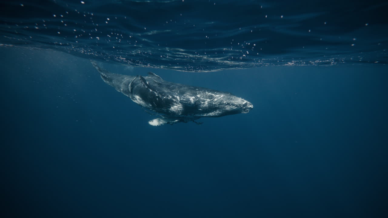 Whale swimming horizontally past camera with clear texture and smooth movement
