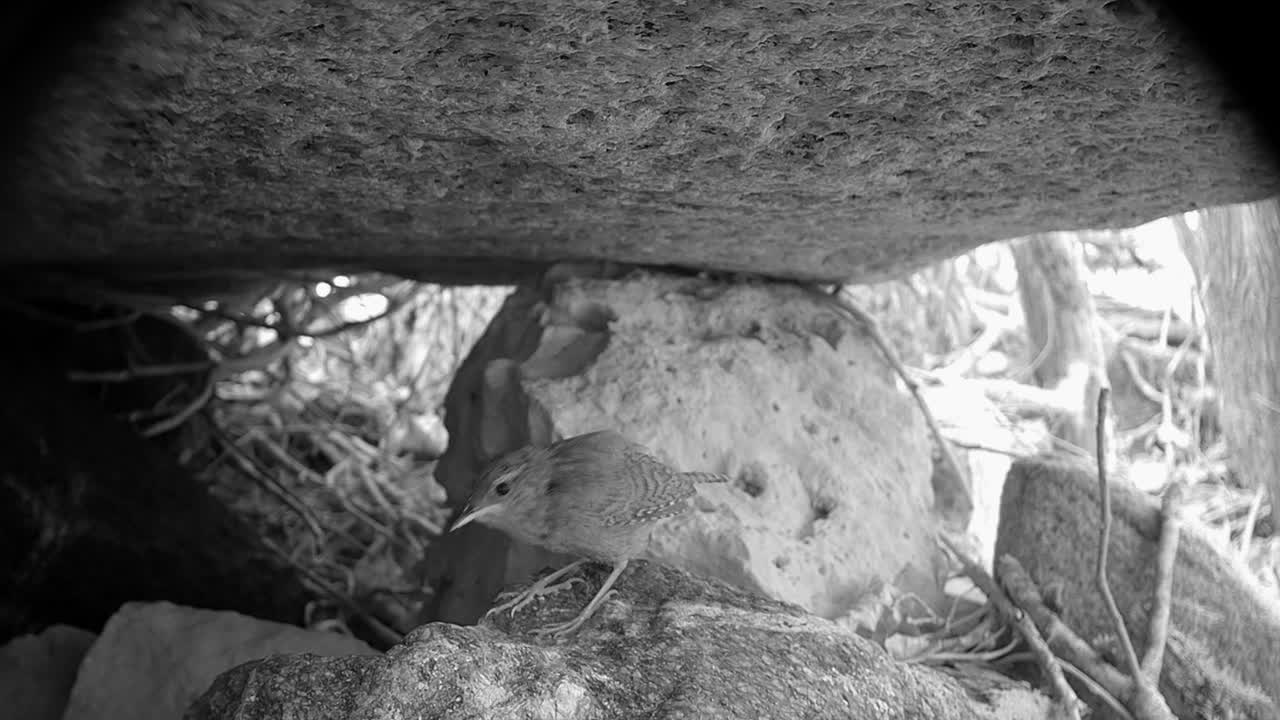 트레일 카메라에 찍힌 큰 바위 에 있는 유라시아 크레인 (troglodytes troglodytes) 의 근접 사진.
