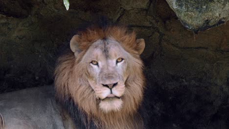 Primer-Plano-De-Un-León