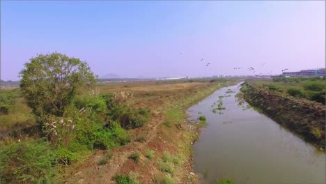 Drone-Shot-of-drone-following-a-group-of-birds-as-the-flyaway-across-a-river