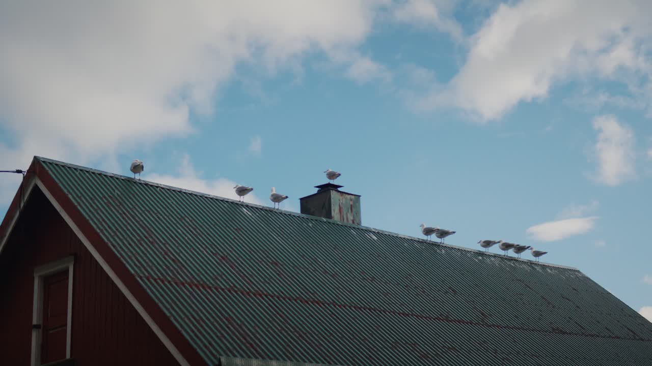 Gabbiani appollaiati sul tetto di un edificio rosso in Norvegia, atmosfera costiera nordica sotto un cielo blu con nuvole, concetto di fauna selvatica e architettura scandinava
