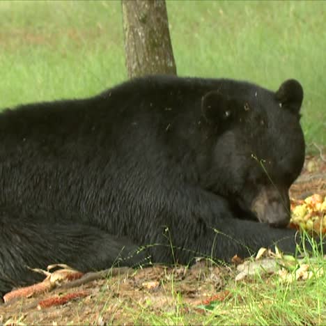 Close-Up-Of-A-Black-Bear-(Ursus-Americanus)-Eating-Apples-2016