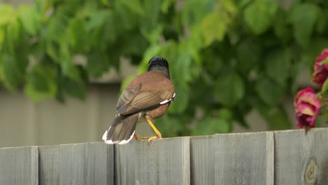 Common-Indian-Myna-Bird-Perched-On-Fence-Poops-The-Flies-Away-Australia-Gippsland-Victoria-Maffra