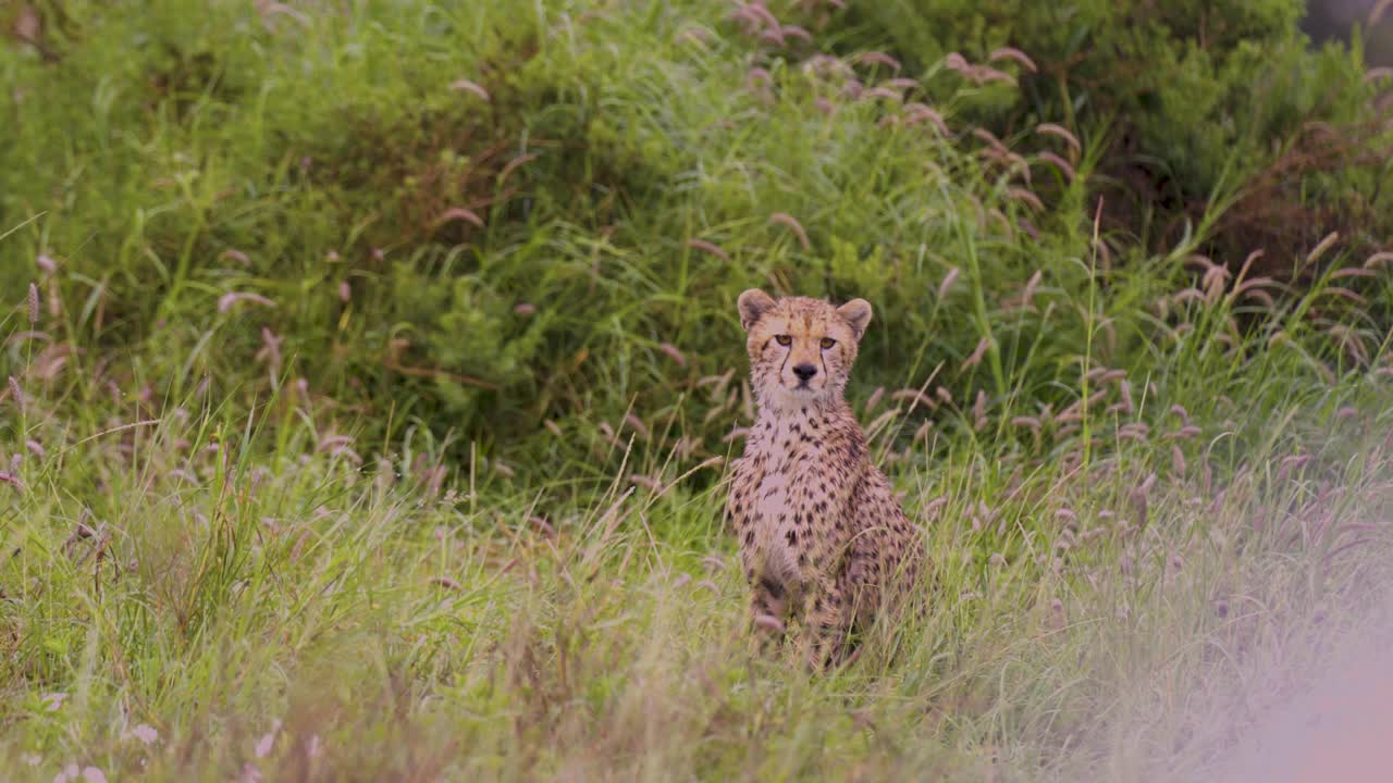 A juvenile young cheetah cub gazes intently into the distance while sitting quietly in tall grass in Amboseli, Kenya. A tender moment of wildlife behavior in Africa’s wild savannah landscape
