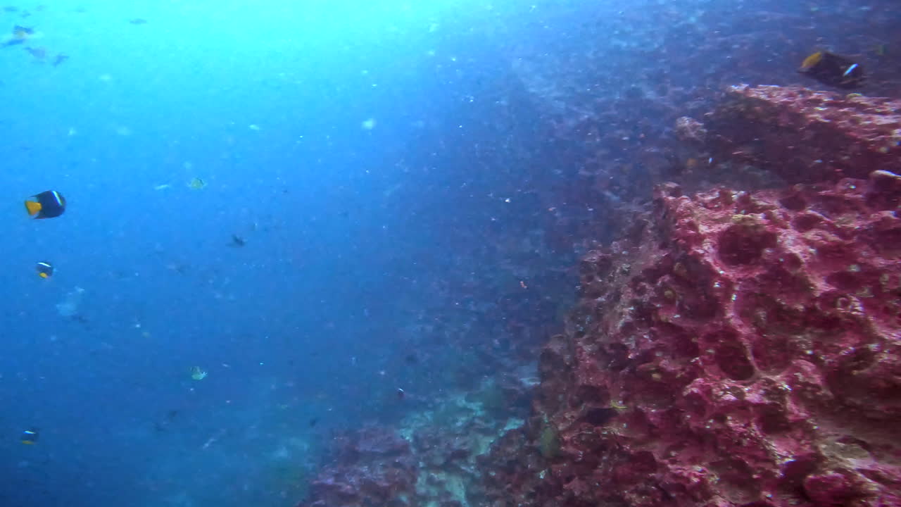tiro acuático de cardúmenes y buzos