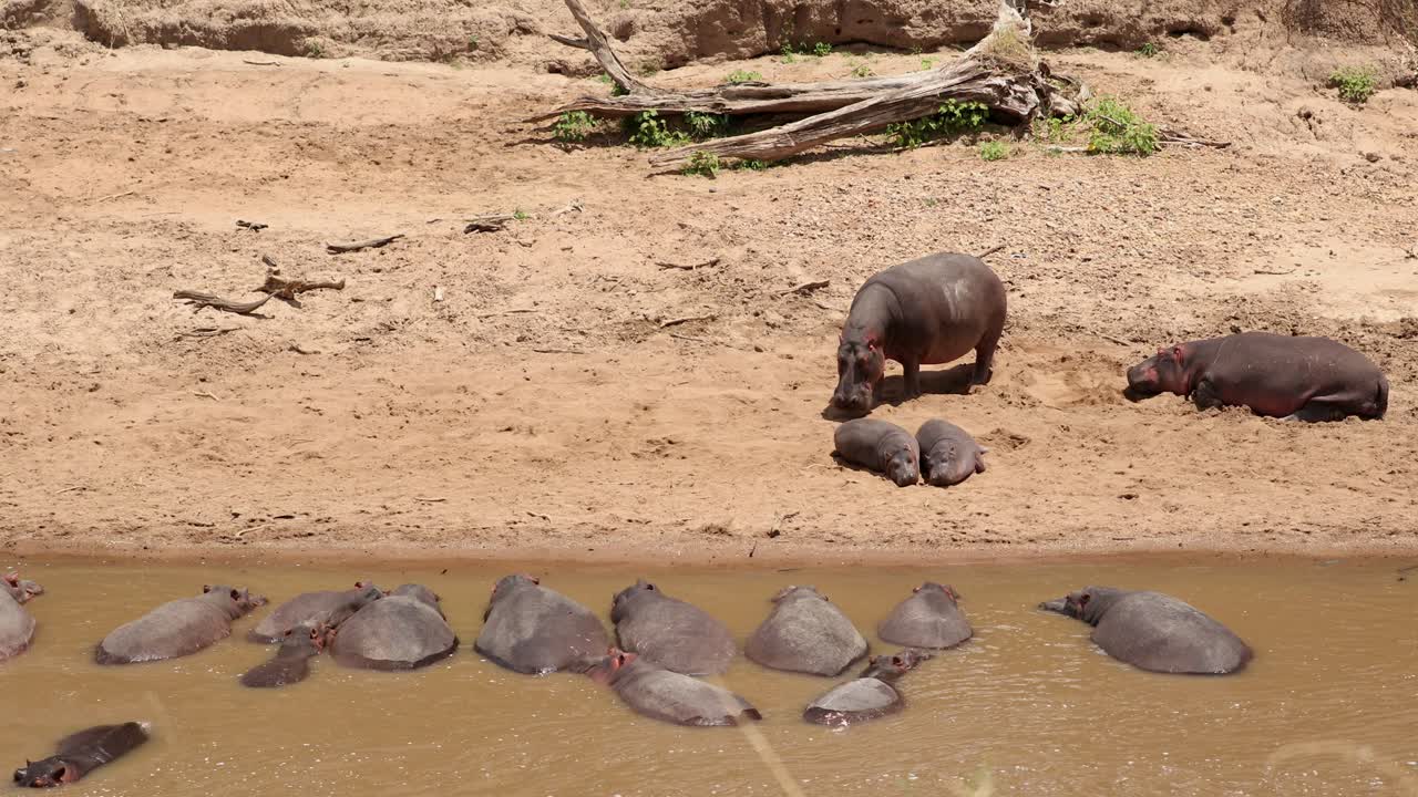 Hipopótamos descansando na margem e deitados na água em Masai Mara, Quênia - Plano geral