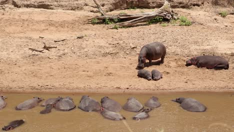 hipopótamos descansando na costa e deitados na água em masai mara, quênia - foto larga