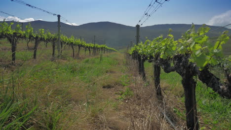 Mirando-Hacia-Abajo-Viñedo-Con-Crecimiento-Fresco,-Condiciones-Ventosas-En-La-Granja