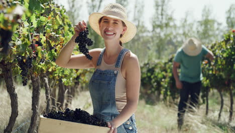 grape harvest in vineyard