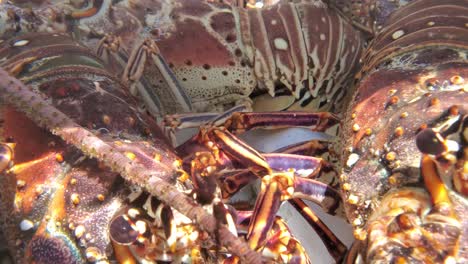 Group-Spiny-Live-Lobsters-recently-caught-in-boat-nursery-ready-to-hatchery,-caribbean