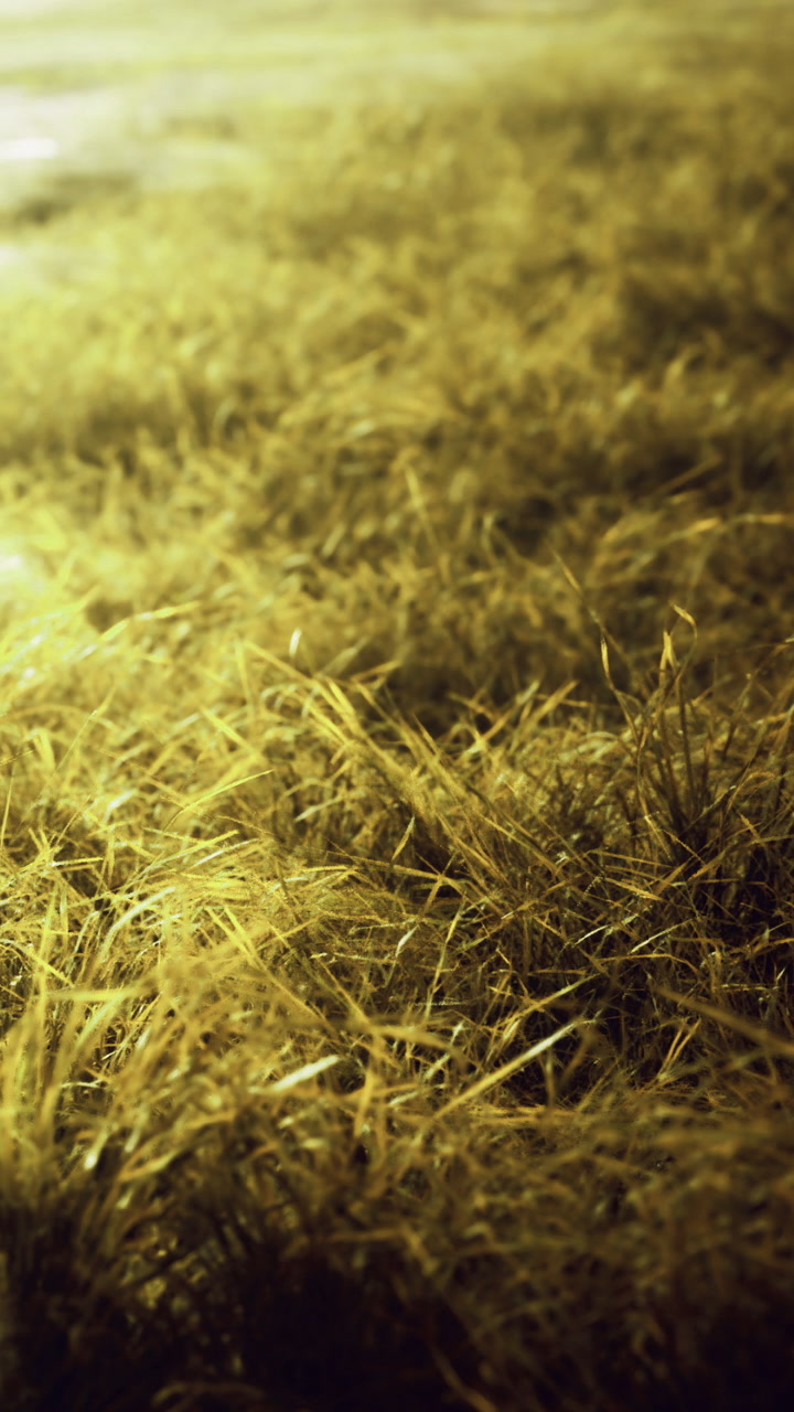 Golden strands of grass shimmer under moonlight in a tranquil evening