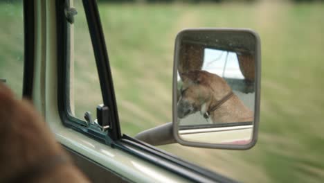 dog riding in front passenger seat of van seen in side view mirror, close up