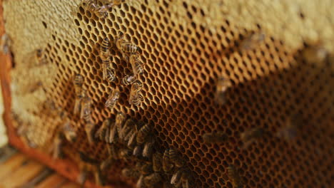 bees on honeycomb in hive center