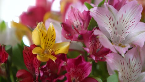 hermoso ramo de lirios peruanos de alstroemeria. de cerca