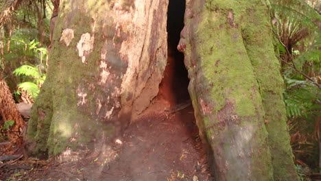 a large, moss-covered tree trunk in melbourne