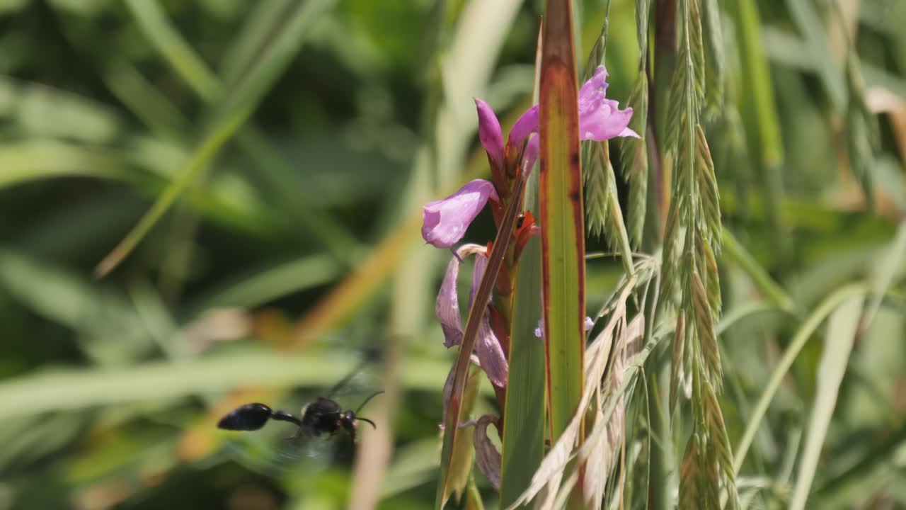 una enorme avispa tarántula zumba cerca de la flor morada al final de la floración