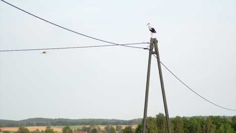 white stork  sitting still