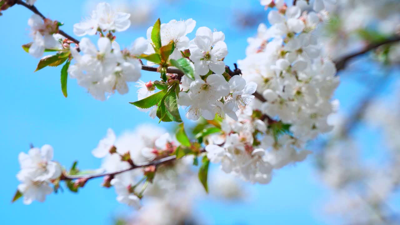 Cherry branch with large white flowers. Spring garden with bees