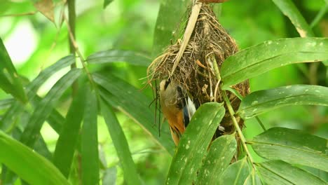 Silver-breasted-broadbill,-Serilophus-lunatus