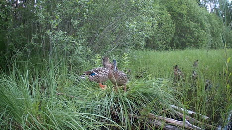 wild duck (anas platyrhynchos) family preparing for nighttime. estonia