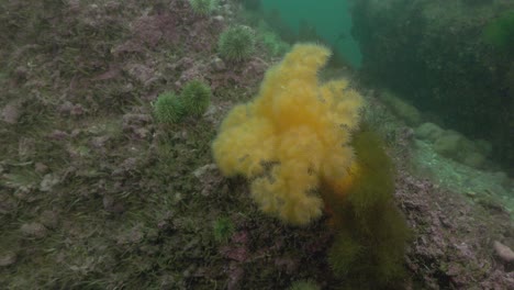 Anémona-Emplumada-Disparada-Mientras-Buceaba-En-Aguas-Frías-Del-Océano-Atlántico