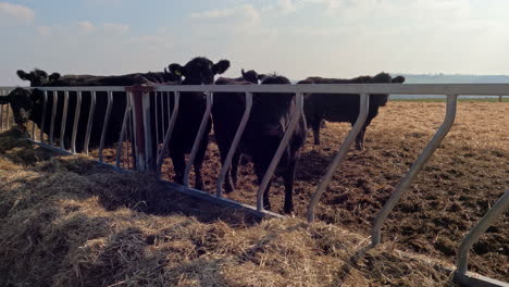 Black-Angus-Rindskühe-Auf-Einem-Feld,-Die-Heu-Fressen