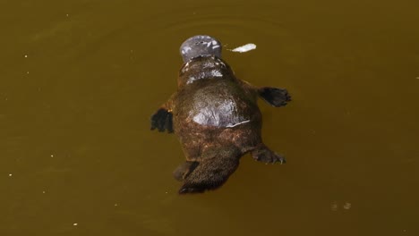 Ein-Schnabeltier-Schwimmt-In-Einem-See-In-Australien-1