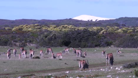 una gran manada de eland pastando en una llanura abierta en áfrica