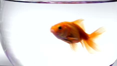 goldfish swimming, mouth moving